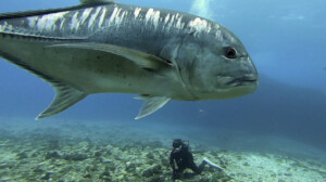 ウチザン礁のロウニンアジはフレンドリーでダイバーによく寄ってきてくれます。